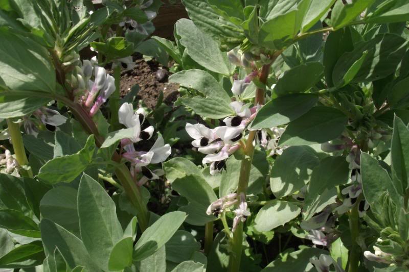 broadbeans26_5_zps84d738f5-1.jpg