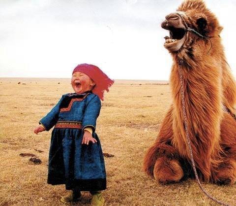 camel_zpse3a54a51-1.jpg