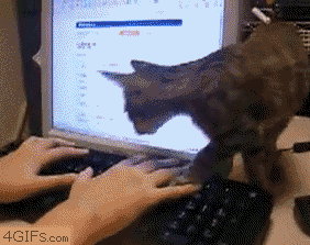 funniestcatgifscatsitrighthere-1.gif