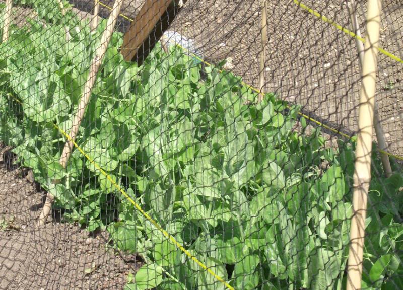 peas26_5_zps84d86f26-1.jpg