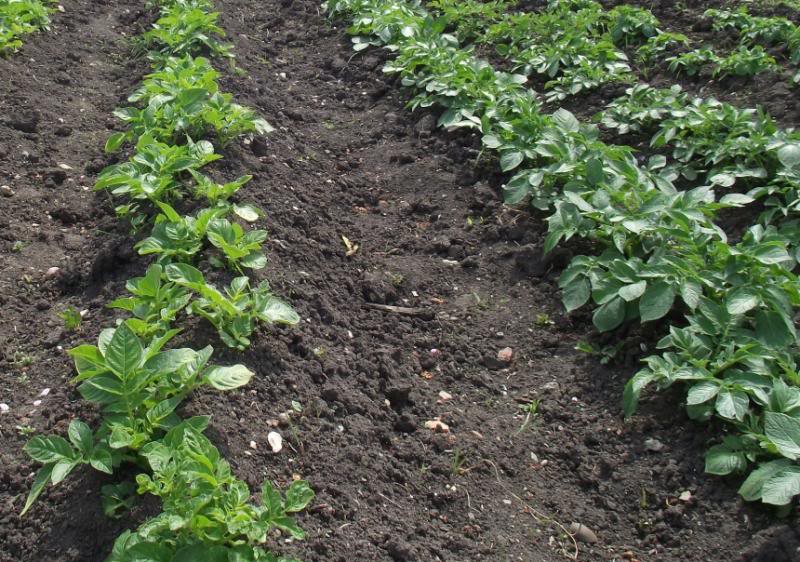 potatoes1_zpsc7c3c111-1.jpg