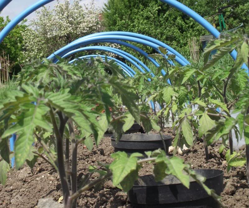 tomatoes26_5_zpsf5d83ea9-1.jpg
