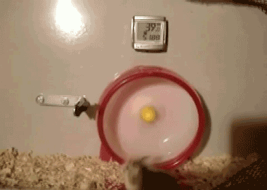 tumblr_m5c3gzJ9O61ql2603o1_400-1.gif