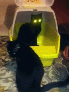 tumblr_mmf3rid9V71qjn0afo1_250-1.gif