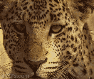ab55oB8_460sa-1.gif
