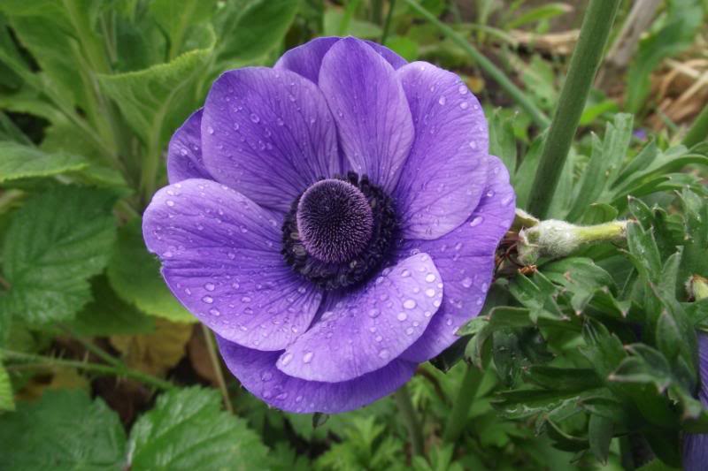 anemone_zps1afd00f0-1.jpg