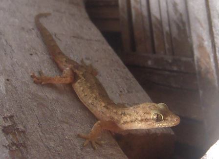 anothergecko_zpsa33023ab-1.jpg