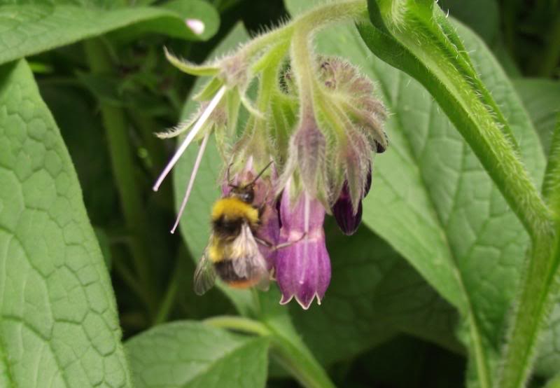bumblebeeoncomfrey_zps5a00ed6b-1.jpg