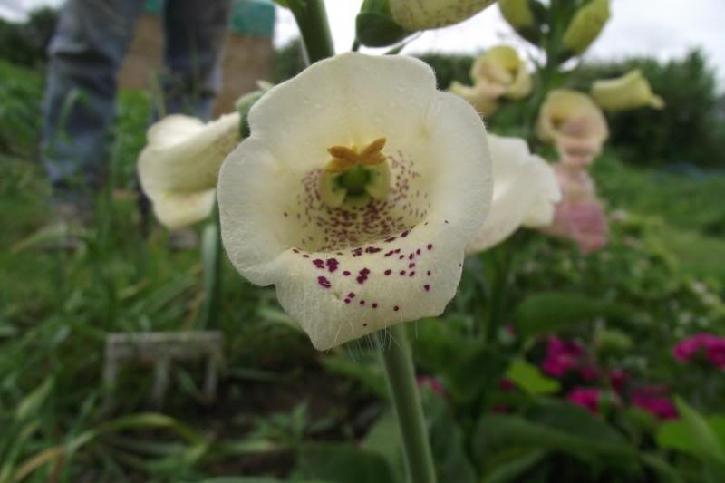 foxglove_zps007ead10-1.jpg