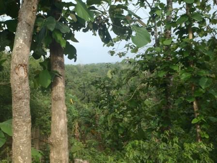 hadukparajungle_zps4e80ac80-1.jpg