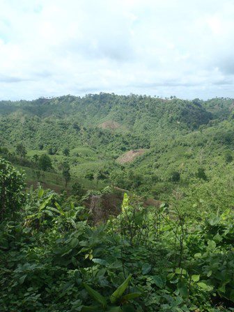jungle_zps260c7a06-1.jpg