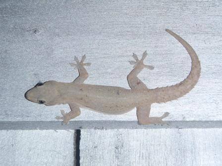 lizard2_zpsdb2061da-1.jpg