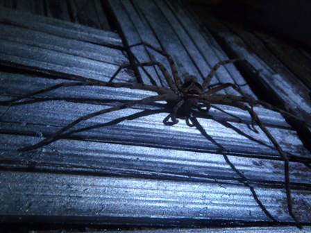 spider_zpsb9e422f2-1.jpg