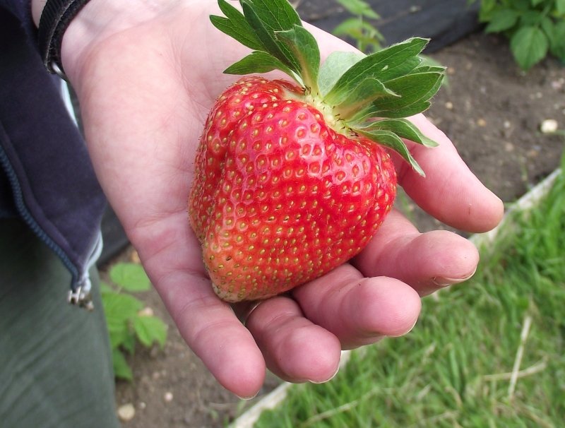 superstrawberry_zps5317f48f-1.jpg