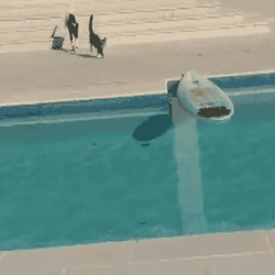 tumblr_m8e1v2vCkL1qbyxr0o1_250-1.gif