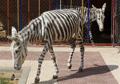 donkey_as_zebra-1.jpg
