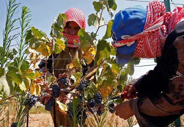 grapepickers 1694875i 1 - Ramadhan 2013 around the world in pictures