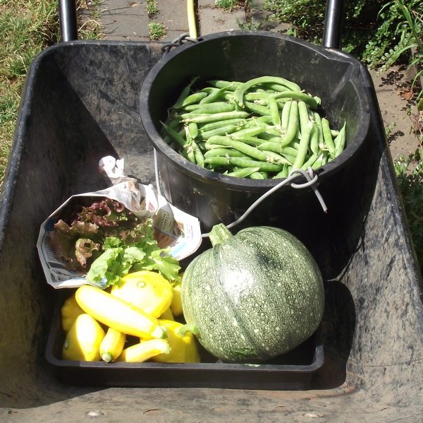 harvest25_7_13_zps7fbe47a4-1.jpg