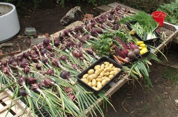 harvest26_7_13_zpseaa8c4d8-1.jpg