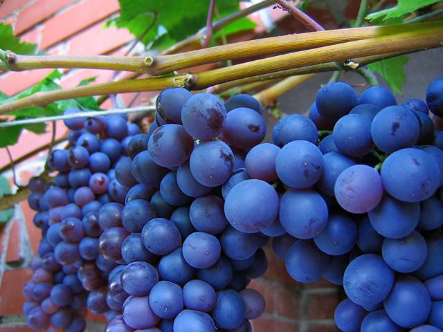 09Purplegrapes-1.jpg