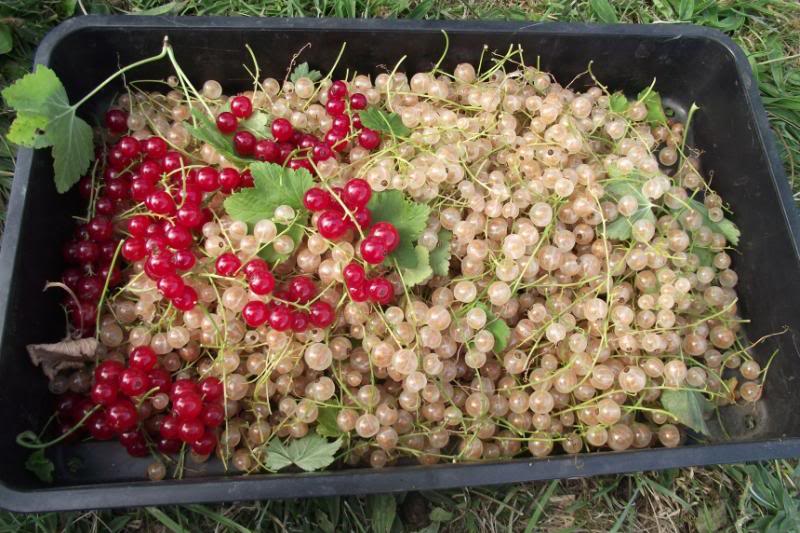 Copyofcurrants88_zpsfded7389-1.jpg