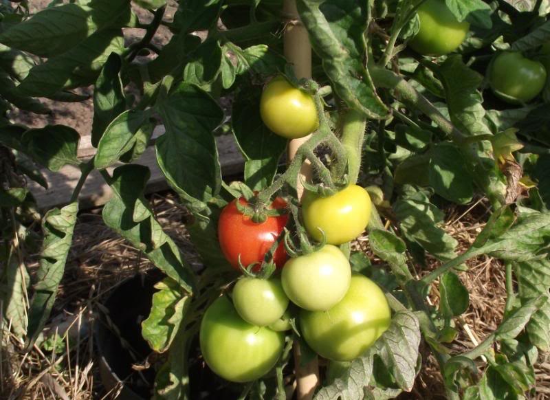 Copyoftomatofirst88_zps415539a0-1.jpg