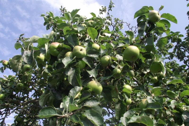 applecrop88_zps0eac1486-1.jpg