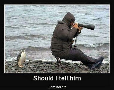penguinsbeautifulfunnyanimalattackspictu-1.jpg