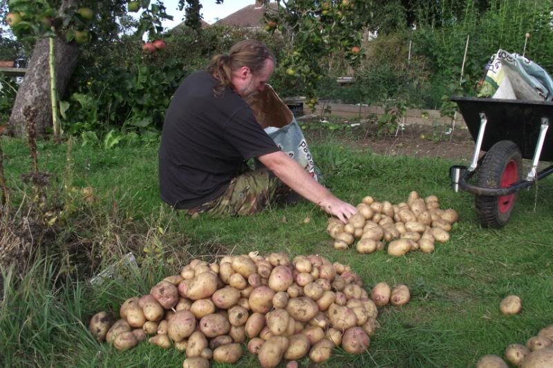 baggingpotatoes_zps5a2fd78c-1.jpg