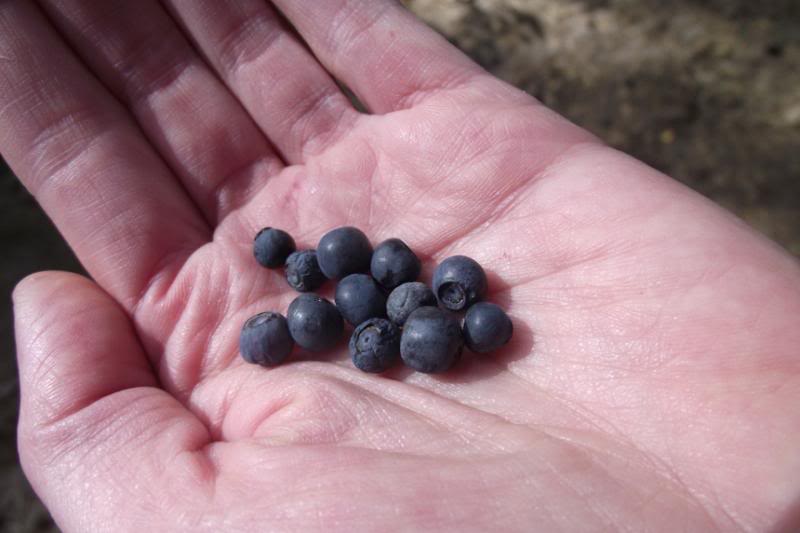 blueberries_zpsff6b0c29-1.jpg