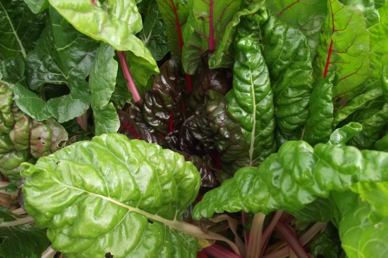 chard_zpse564b77a-1.jpg