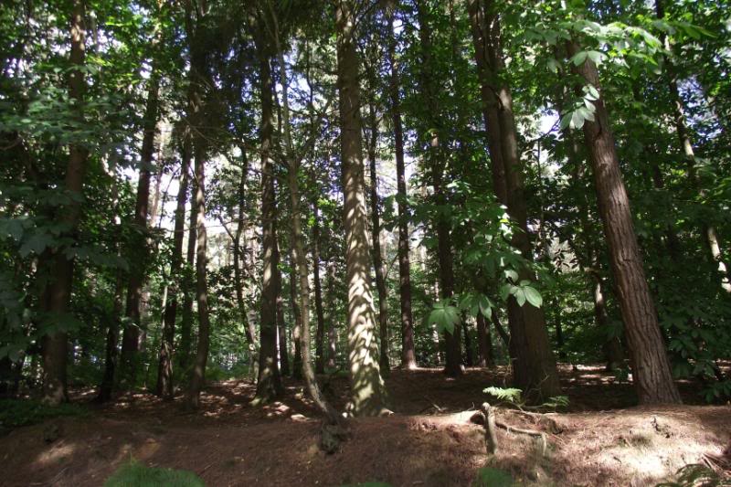woods_zps5c66521e-1.jpg