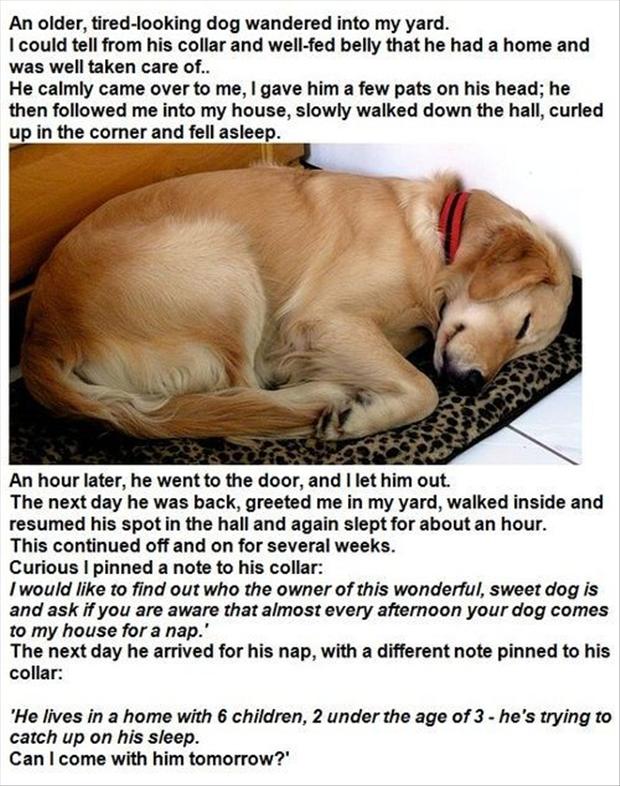 saddogfunnydogs-1.jpg