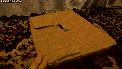 Cat20Box20Head20Stuck-1.gif