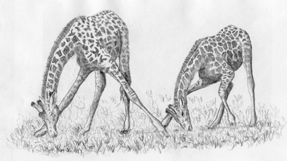 IC10_giraffe_4-1.gif