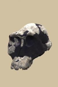 afarensis_al444_3Dskull_3qtr_p-1.jpg