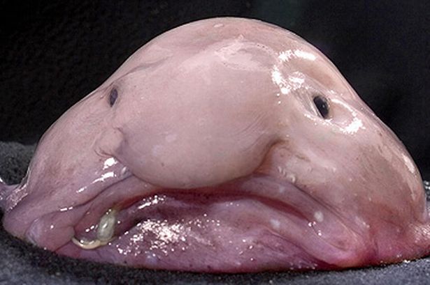 blobfishpiccaters771402167197211-1.jpg