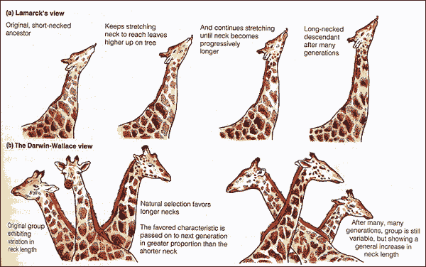 giraffeevo-1.gif