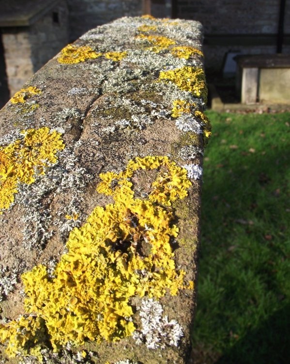 lichen_zps96ad6c8e-1.jpg