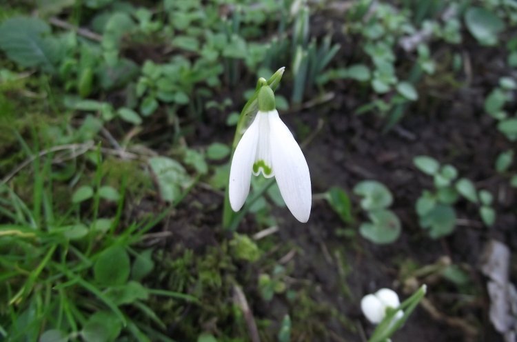 snowdrop_zpsd4c141a2-1.jpg