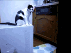 tumblr_luh5x8AK9m1r696m0o1_400-1.gif