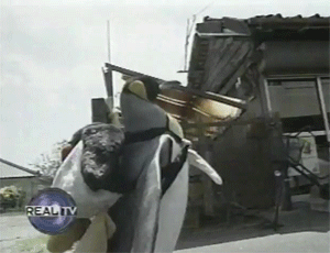 tumblr_m43cjn8R3Q1r8w6odo1_400-1.gif