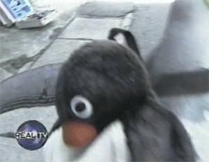 tumblr_m43cjn8R3Q1r8w6odo4_400-1.gif