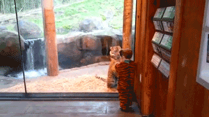 tumblr_mvyaj68f1W1sgosfro1_400-1.gif