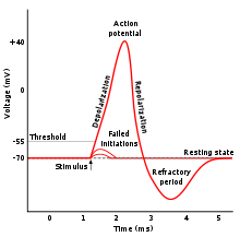 220pxAction potentialsvg 1 - Satanic Mind Control