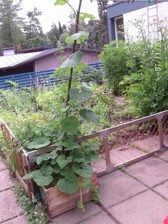 EBeB0mf 1 - How does your garden grow?