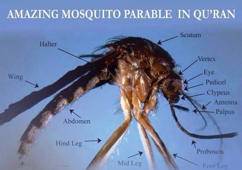 RnScZVj 1 - Amazing Mosquito Parable in the Quran