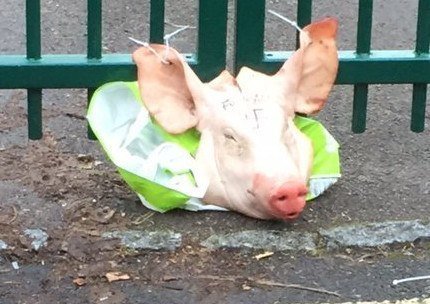 pig 1 - Pig's head and Islamophobic message left at gates of Portsmouth Islamic school