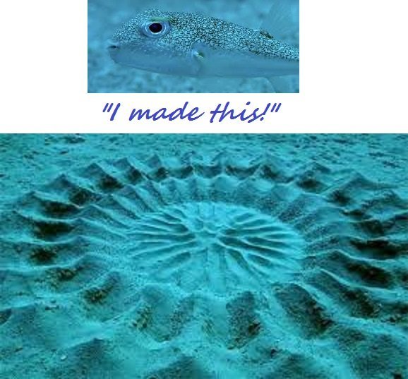 japanesepufferfishsanddesign 1 - Sand art of puffer fish
