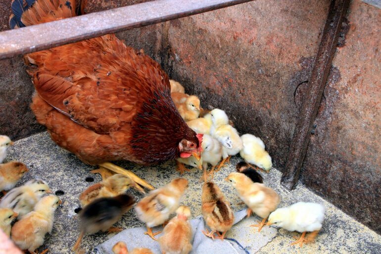 ChickenfamilyCC0770x513-1.jpg